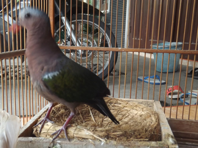 Burung Derkuku Warna Banyak Di Cari 