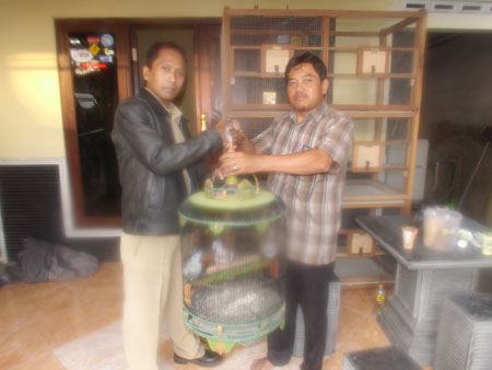 Hobi burung derkuku banyak transaksi