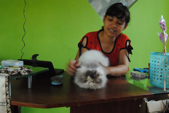 Kucing high white: Van,Harlequin,bicolour perlu rawatan kecantikan salon, dan Grooming 