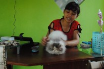 Kucing high white: Van,Harlequin,bicolour…