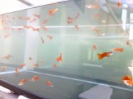 DICKY HAN LIANG DAN IKAN IKAN HIAS…