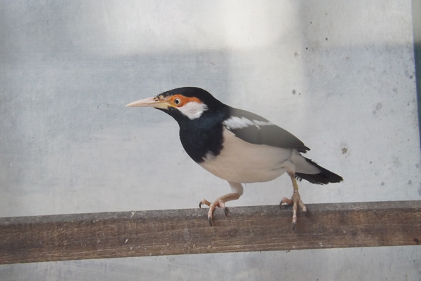 Kosentrasi penuh usaha  breeding jalak suren cukup menguntungkan
