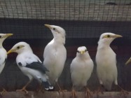 Jalak mandarin piyiknya saja laris…