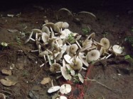 Pokdarwis Wonosari Semoyo Patuk…
