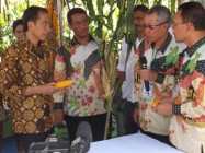 Pemerintah Pastikan Tidak Ada Impor…