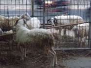 Jelang Hari Raya Qurban 2014 Pasar…