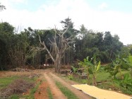 Kasus penggundulan kayu aset desa…
