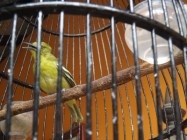 Burung Sirtu Burung Kicauan Cocok…