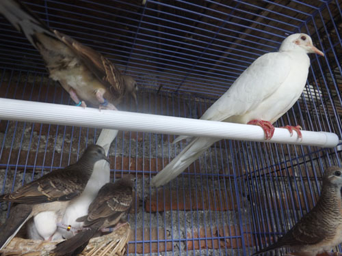 Burung Perkutut dan Puter Putih Bisa Saling Kerjasama Mengasih Piyik 