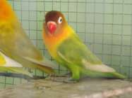 Burung love bird tahun 2017 harga…