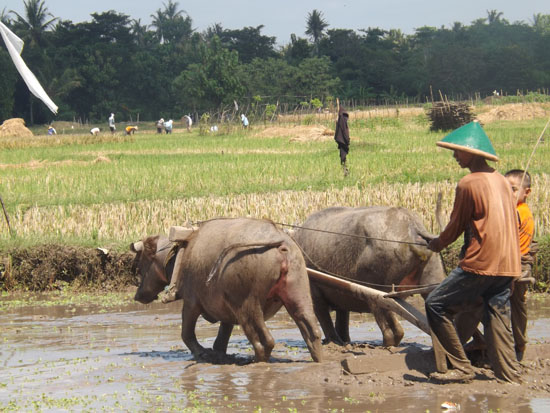 Aku baru tahu kerbau itu untuk membajak sawah