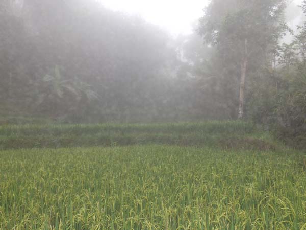 Mau cari tanah untuk usaha  pabrik, perumahan elit  di Gresik dan Mojokerto  "nih infonya 