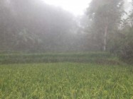 Mau cari tanah untuk usaha pabrik,…
