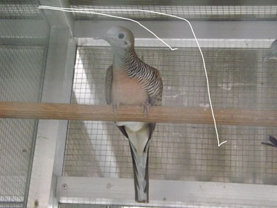 Mengenal Burung Jenis Familia Columbiade