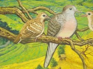 Anakan burung perkutut umur sebulan…