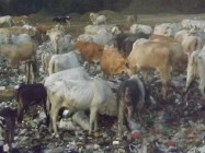 2000 Sapi Tiap Hari Makan Sampah…