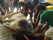 Inilah Tips Merobohkan Sapi Qurban…