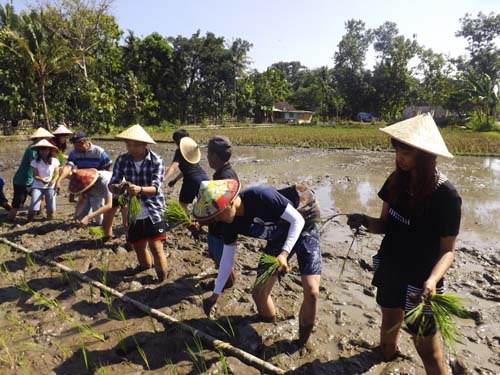 Mahasiswa Belajar Bercocok Tanam, Membuat Tempe "Belajar bertani di Bulak Kebunagaung 