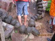 Wana Wisata melihat Joko Tuwa "Tapi…