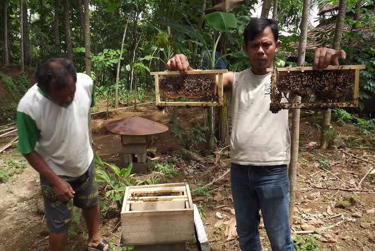 Potensi kampung madu kedungpoh kian berkembang 
