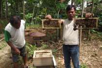 Potensi kampung madu kedungpoh…