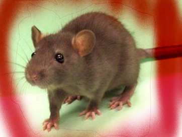 Warga Pilangrejo Cegah Penyebaran Leptospirosis Yang di Sebabkan Tikus
