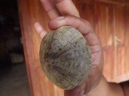 Batu Fosil Kura Kura Bertuliskan…