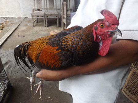 Ayam Bekisar Ayam Lomba Juga Ayam Kelangenan 