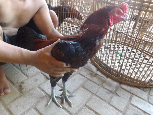 Tips beternak ayam bangkok yang menguntungkan 