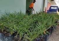 Paryoto Petani Inspiratif Pengembang…