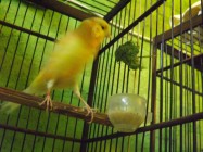 Manfaat Sayur Brokoli Bagi Burung…