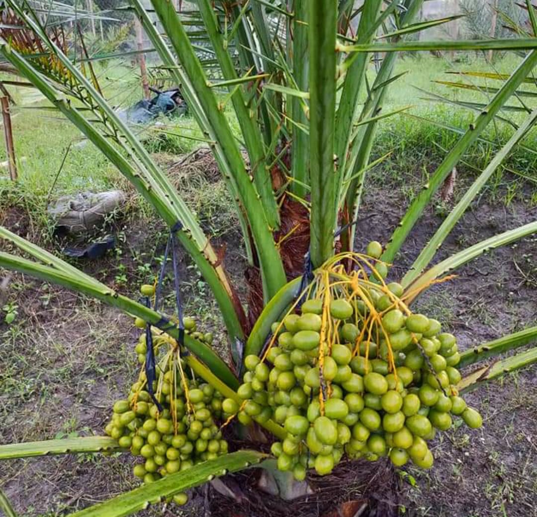 Tanaman Kurma  bisa Berkembang  Di Indonesia
