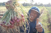 Tanam Brambang Biaya 10 Juta Jual…