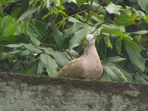 Hasil Kejuaraan Lomba Burung Anggungan Derkuku Jogja 22/2/2015