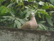 Hasil Kejuaraan Lomba Burung Anggungan…