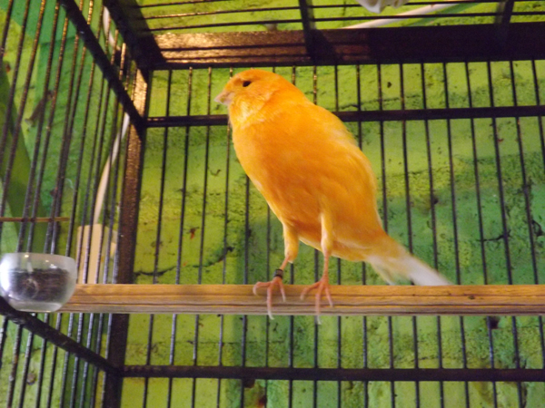 Mas Nejing dulu pelomba, kini sukses menjadi peternak burung kenari