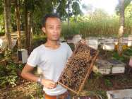 Ratu tawon jenis meli vera indika…