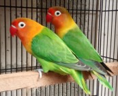 Santai Di Teras Rumah Penghobi…