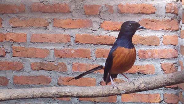 Burung muray Batu Eksis Harga kompetitif 