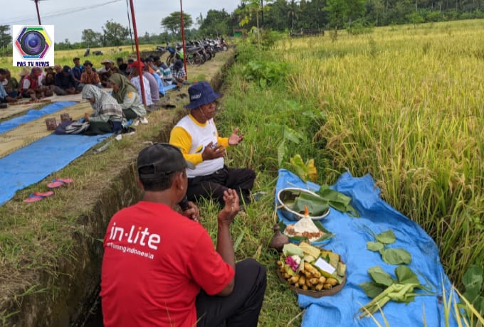 Petani di Plumutan dan Wonodoro  Mulyodadi Bambanglipuro Januari 2026  Gelar Tradisi Wiwitan