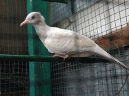 Hobi burung perkutut banyak di…