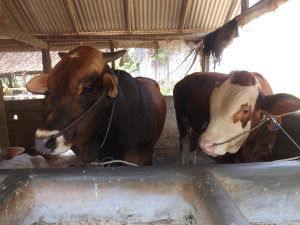 Shohibul Qurban sudah cerdas yang di pilih bukan hanya besar tapi sehat juga tidak cacingan