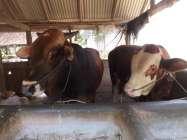 Shohibul Qurban sudah cerdas yang…