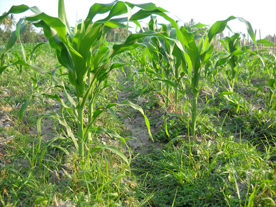 Sistem Olah Tanah Tingkatkan Produksi Jagung  