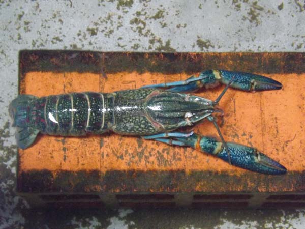 Prospek ternak udang galah di lahan sempit