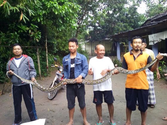 Ular sanca  panjang 4 meter menerkam mentok di buru warga  