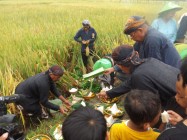Adat dan Budaya Wiwit Pra Panen…